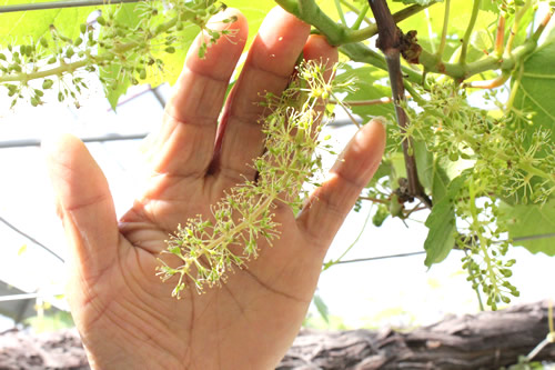 デラウェアの花